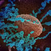 Coronavirus Cuts U.S. Life Expectancy