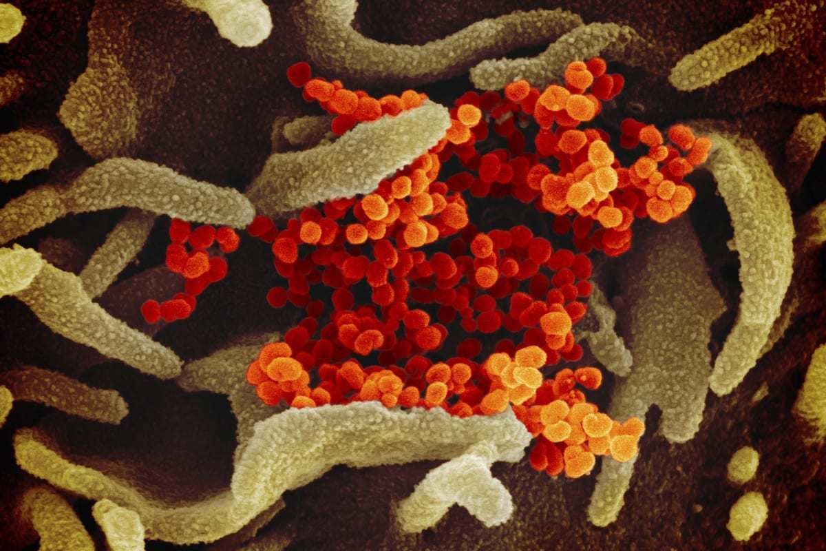 Coronavirus Vaccine: Could it stop this?