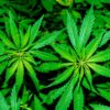 Legalize Cannabis Washington D.C.