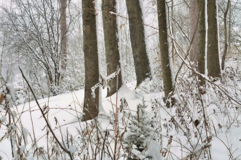 Winter Storm Fern: 33 States and 230 Million Americans are Under Alerts ...