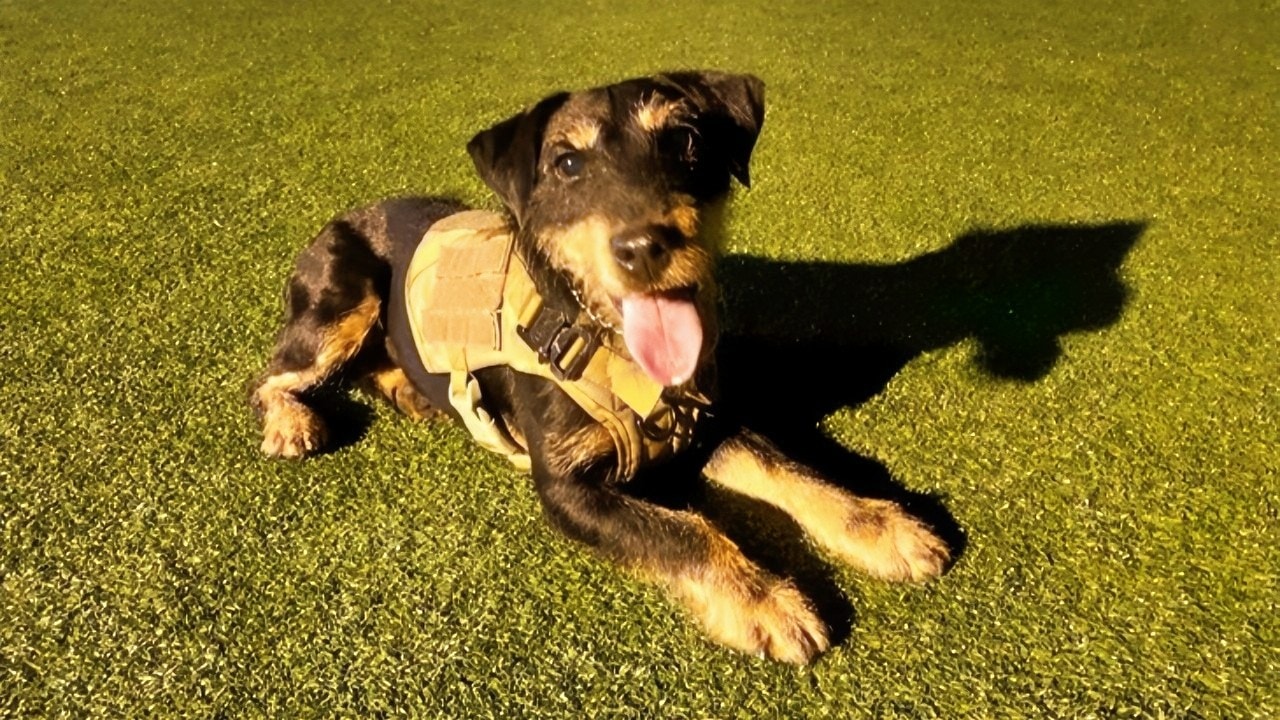 10 Minutes of Play: How Staffing Shortages at Joint Base San Antonio-Lackland Led to Military Working Dog Deaths