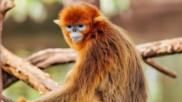 Asian Monkey