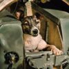 Laika the Soviet Union's Space Dog