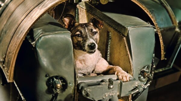 Laika the Soviet Union's Space Dog